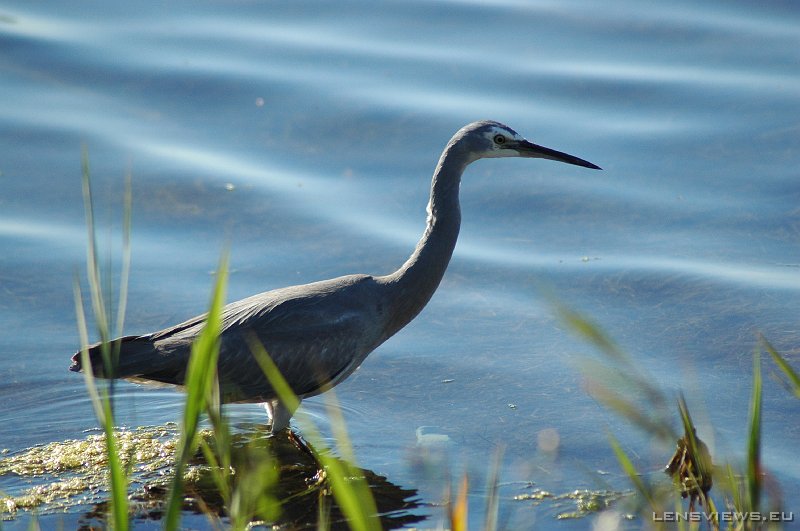 Heron 107 